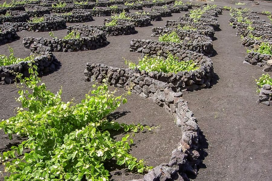 Lanzarote: Timanfaya National Park Volcanic Craters Tour - Price and value: what $67 buys you (and what it doesn’t)