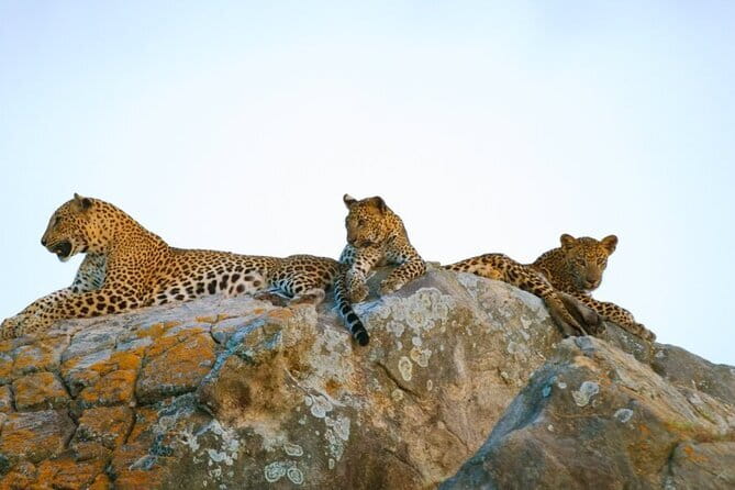 Leopard Half Day Yala National Park Eleven Safari - Key Things I’d Pay Attention To