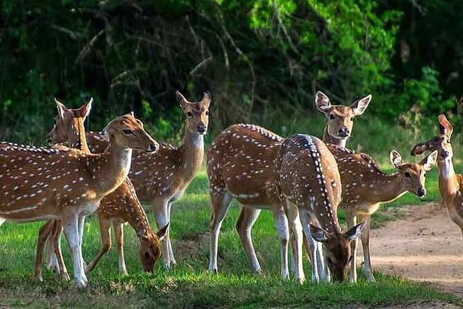 Leopard Half Day Yala National Park Eleven Safari - Why Yala National Park Is a Big Deal for Leopards