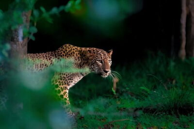 Leopard Half Day Yala National Park Eleven Safari - Meeting Point and Timing: The 5:00 am Factor