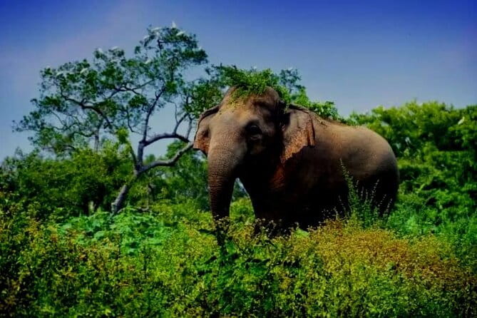 Leopard Half Day Yala National Park Eleven Safari - Price and Value: Is $80 a Smart Half-Day in Yala?