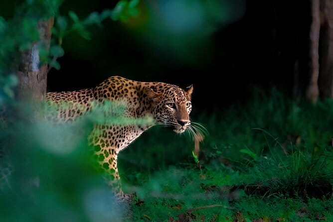 Leopard Half Day Yala National Park Eleven Safari - Meeting Point and Timing: The 5:00 am Factor