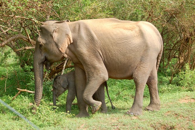 Leopard Safari in Yala National Park(Full Day/Half A Day) - Key things that make this Yala safari work
