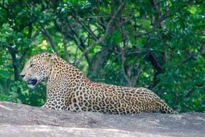 Leopard Safari in Yala National Park(Full Day/Half A Day) - Private jeep and a driver who actually tracks: what you’re paying for