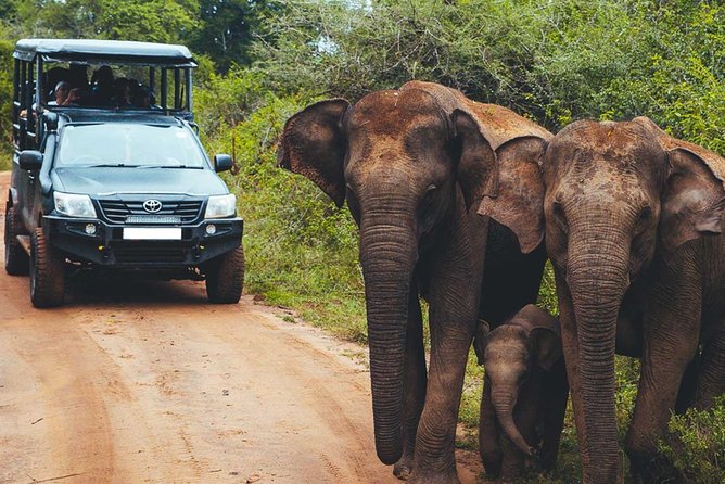 Leopard Safari Tour in Yala National Park - Why Yala works for leopard-focused safaris
