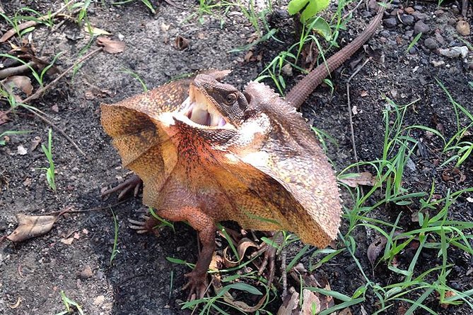 Litchfield National Park and Jumping Crocodile Cruise - Magnetic termite mounds and Batchelor drive-by: quick, weird, and worth it