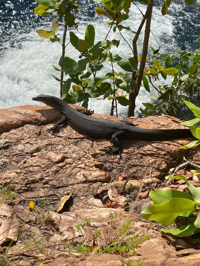Litchfield VIP Tours, Litchfield National Park, Day Tours, - Price and value: what $155 buys you in the real world