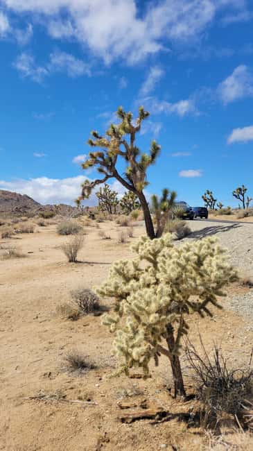 Los Angeles: Private Tour to Joshua Tree National Park - Key highlights in plain terms