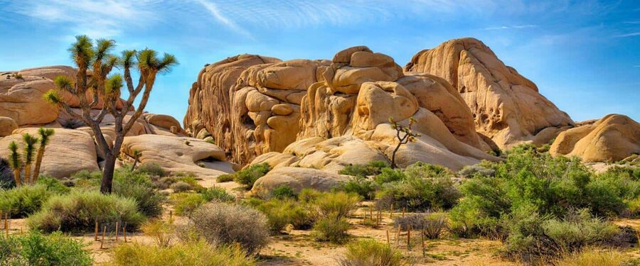 Los Angeles: Private Tour to Joshua Tree National Park - From Los Angeles to Joshua Tree in one day