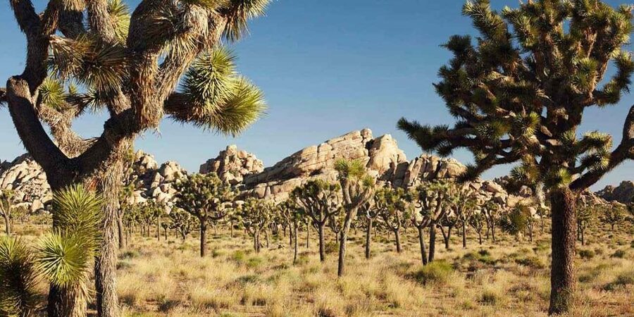 Los Angeles: Private Tour to Joshua Tree National Park - The core Joshua Tree route: Keys View to the famous rock stops