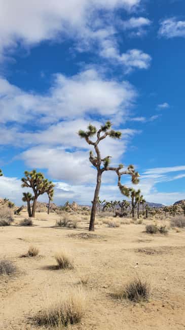 Los Angeles: Private Tour to Joshua Tree National Park - Hidden Valley and the best hiking time inside the park