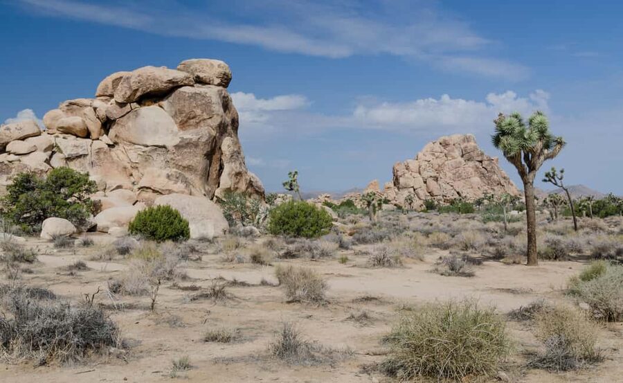 Los Angeles: Private Tour to Joshua Tree National Park - Who should book this Joshua Tree private tour?