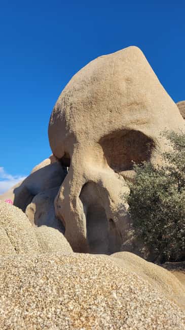 Los Angeles: Private Tour to Joshua Tree National Park - Private pick-up, Prius ride, and a small-group pace