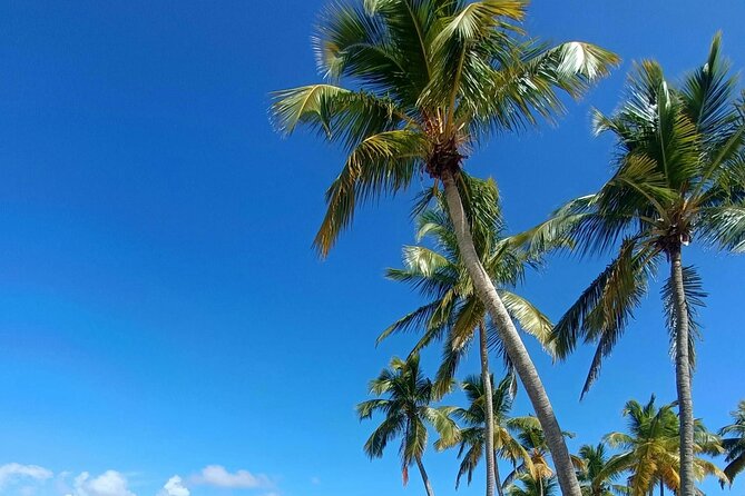 Los Haitises National Park, Montaña Redonda & Bacardi Island - Los Haitises National Park: Caves, Taino Roots, Birds, and Mangroves