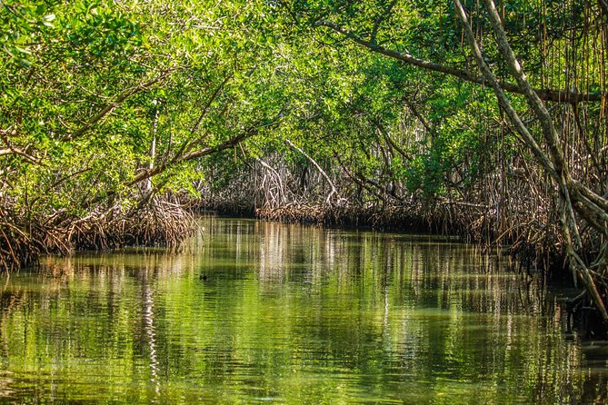 Los Haitises National Park Tour from Las Terrenas or Samana (Half Day Trip) - From pickup to boat: how the logistics shape the experience