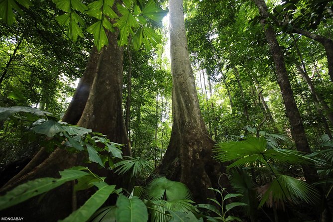 Los Haitises National Park Tour from Las Terrenas or Samana (Half Day Trip) - Los Haitises highlights: islands, mangroves, and birdlife talk