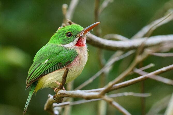 Los Haitises National Park Tour from Punta Cana Montana Redonda and Cano Hondo - What’s included (and why it affects value)
