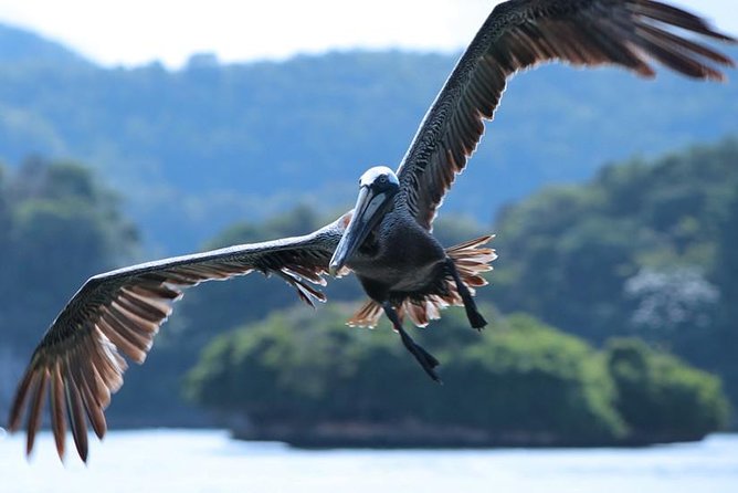 Los Haitises National Park Tour from Punta Cana Montana Redonda and Cano Hondo - Groups, languages, and how smoothly the day runs