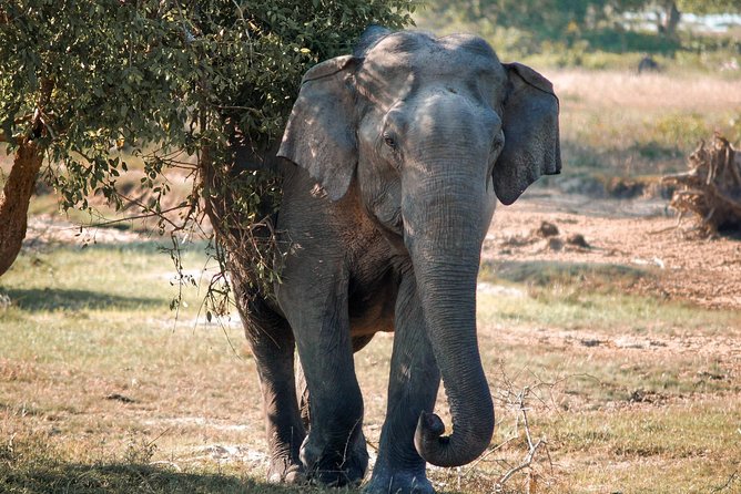 Lunugamvehera National Park Private Safari - Why Lunugamvehera Works for Wildlife (Not Just a Checklist)