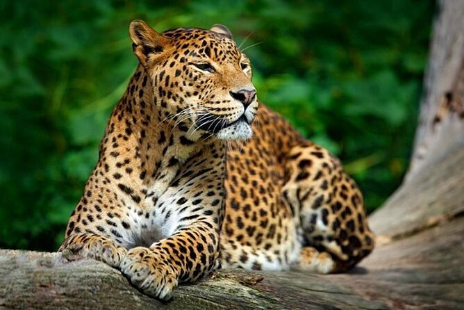 Lunugamvehera National Park Private Safari - The 3-Hour Plan: What You’ll Actually Do