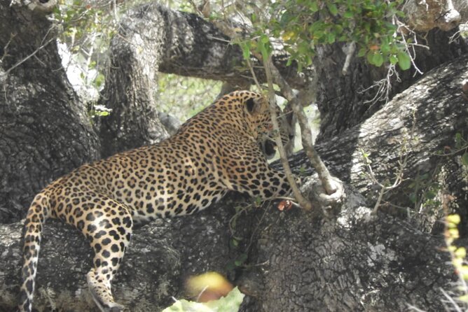 Lunugamvehera National Park Private Safari - A Few Practical Tips Before You Go