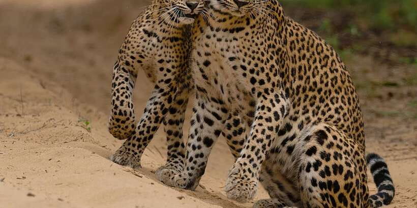 Lunugamvehera National Park Safari ( Yala Block V / VI ) - Key things to know before you go