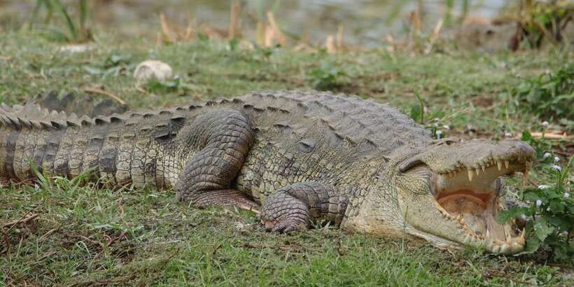Lunugamvehera National Park Safari ( Yala Block V / VI ) - Yala Block V/VI Safari (with a small park-name wrinkle)