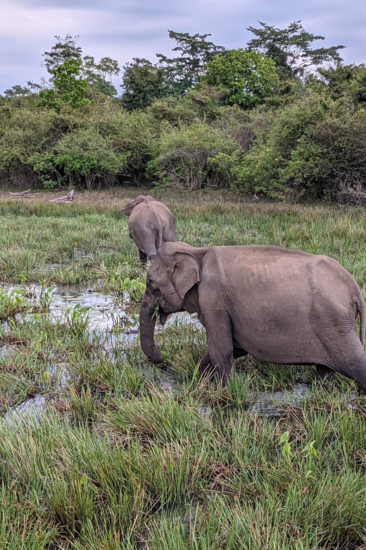 Lunugamvehera National Park Safari ( Yala Block V / VI ) - The guide makes or breaks the day (Hasi is a good example)