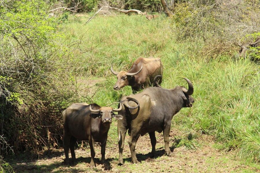 Lunugamvehera National Park Safari ( Yala Block V / VI ) - Price and value: $33 looks good, but totals depend on tickets