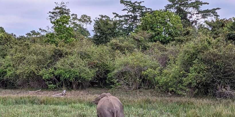 Lunugamvehera National Park Safari ( Yala Block V / VI ) - Pickup around Kotapola: convenient starts from three towns