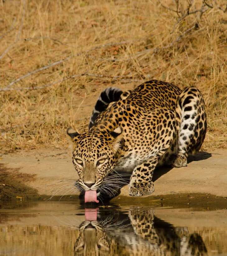 Lunugamvehera National Park ( Yala Block 5 / 6 ) Wild Safari - Pickup, timing, and how the day typically runs