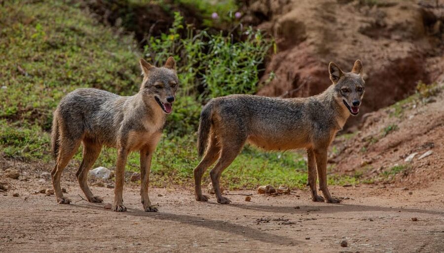 Lunugamvehera National Park ( Yala Block 5 / 6 ) Wild Safari - The jeep safari format: comfort, positioning, and safer wildlife viewing