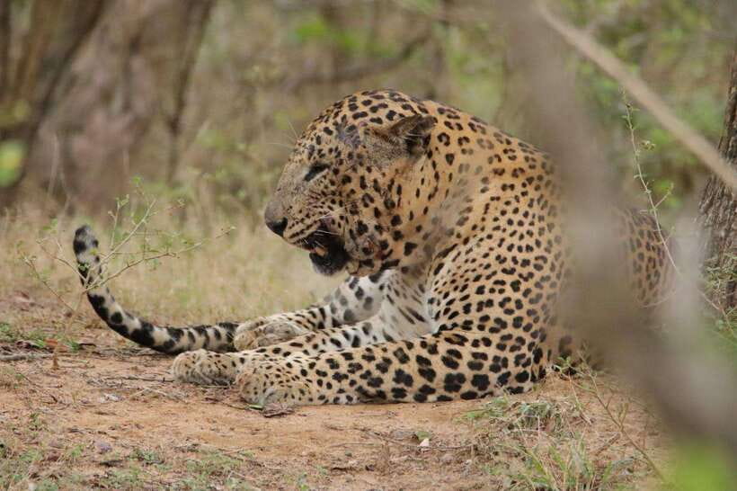 Lunugamvehera National Park ( Yala Block 5 / 6 ) Wild Safari - Wildlife highlights: leopards, sloth bears, crocodiles, birds, and more
