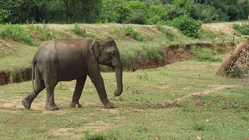 Lunugamvehera National Park ( Yala Block 5 / 6 ) Wild Safari - The cultural layer: ruins and older sites along the safari route