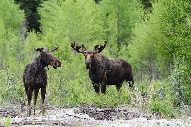 Luxury Private Grand Teton National Park Full-Day Tour - Wildlife tools that turn spotting into an actual activity