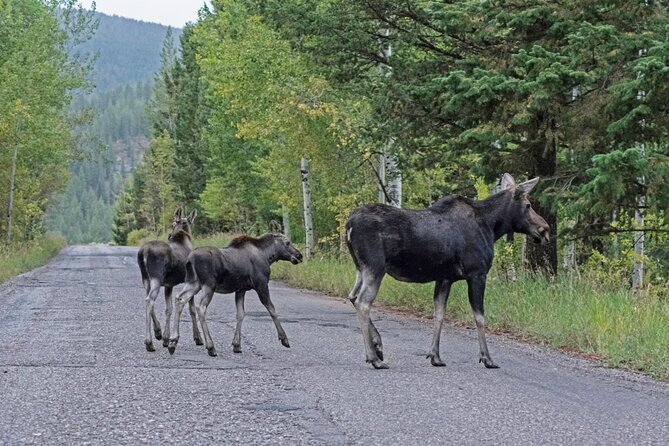 Luxury Private Grand Teton National Park Full-Day Tour - Your 7–8 hour route: from elk refuge to Colter Bay
