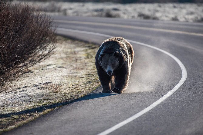 Luxury Private Half-Day Grand Teton National Park Tour - What’s included: scopes, snacks, and the kind of guide that matters