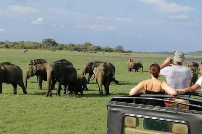 Luxury safari to minneriya national park - Key things that make this safari worth your time