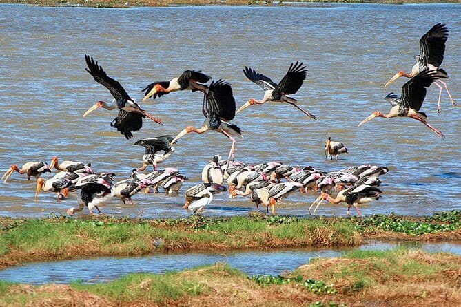 Luxury safari to minneriya national park - Price and what you really get for $27.52