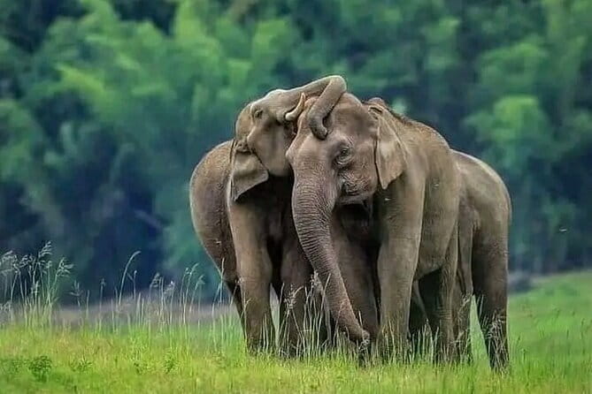 Luxury safari to minneriya national park - Minneriya National Park: what you’re actually going to look for