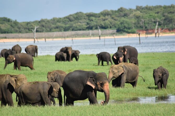 Luxury safari to minneriya national park - Timing strategy: morning to dodge crowds, afternoon for more elephants