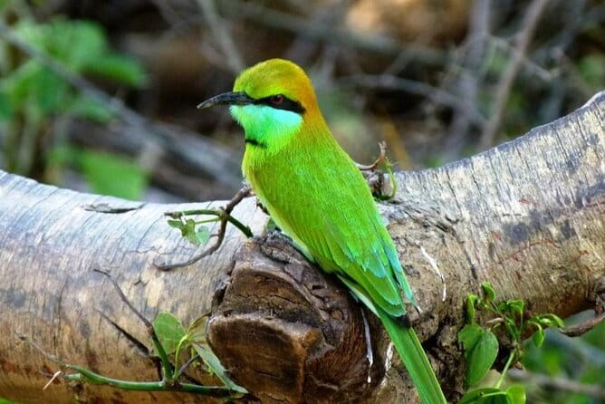 Luxury safari to minneriya national park - The Tharu factor: why guide attitude changes the whole safari