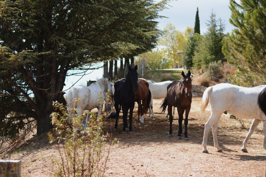 Madrid: Horse Riding in Sierra del Guadarrama National Park - What the Countryside Stops Mean for Your Day