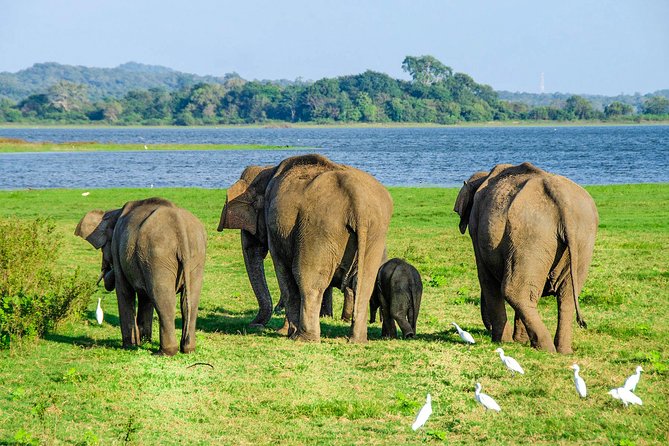 Maduru Oya National Park Private Safari with Naturalist - Quick Take: Is This Safari Worth Your Time?