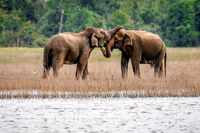 Maduru Oya National Park Private Safari with Naturalist - Key Highlights You’ll Care About