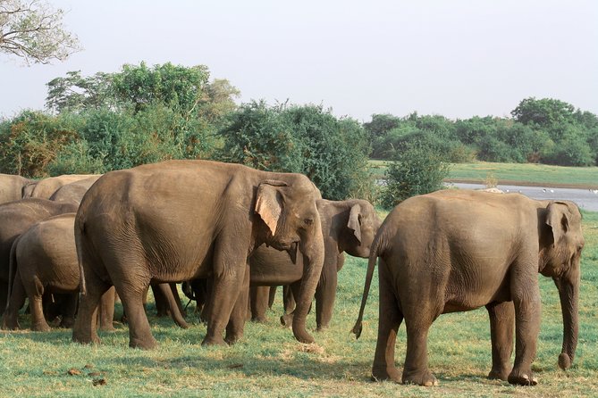 Maduru Oya National Park Private Safari with Naturalist - Elephants First: How Maduru Oya Delivers Big Mammal Encounters