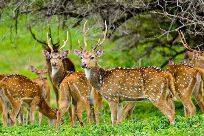 Maduru Oya National Park Private Safari with Naturalist - Driver/Guide and Naturalist-Style Learning: How to Get Answers Fast