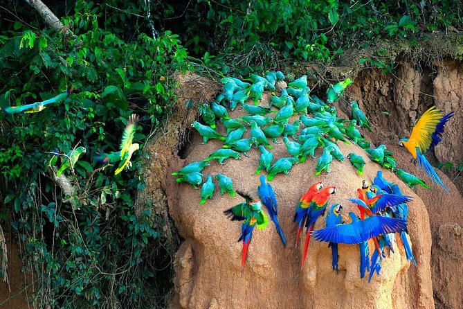 Manu National Park Tour 4days/3night - How Tambopata and Machu Picchu Fit Into This Package