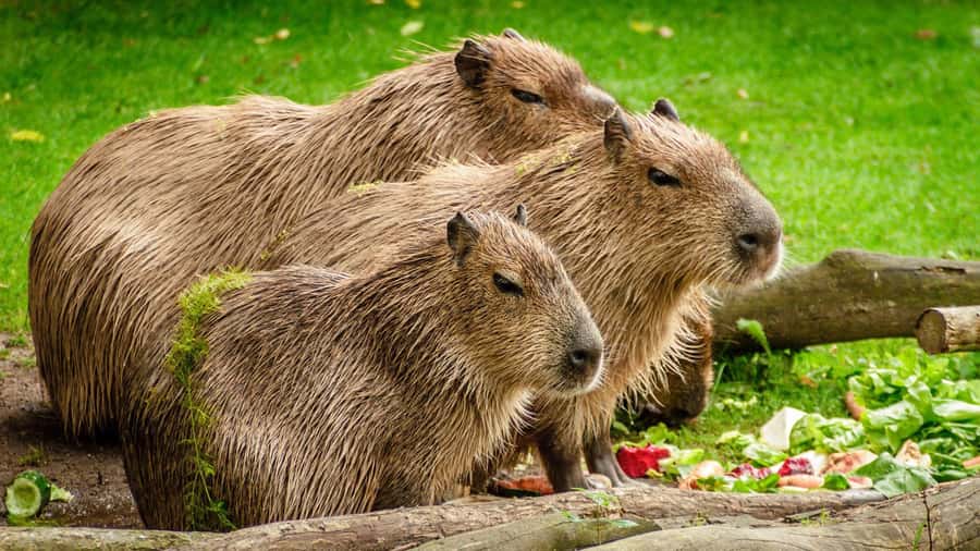 Manu National Park Tours from Cusco 5 Days - Practical packing: how to get comfortable in the Amazon rhythm