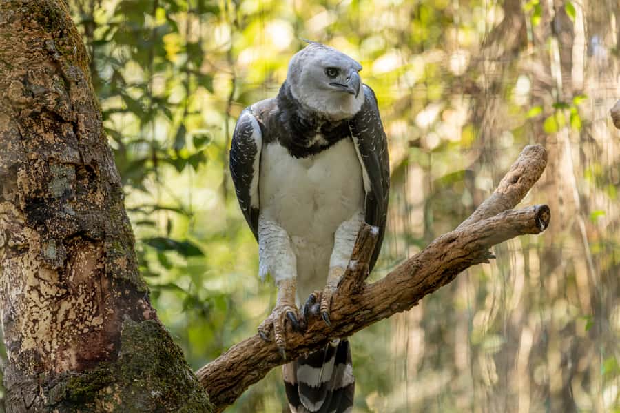 Manu National Park Tours from Cusco 5 Days - Day 1: Cusco to Bambu Lodge with Paucartambo and Tres Cruces